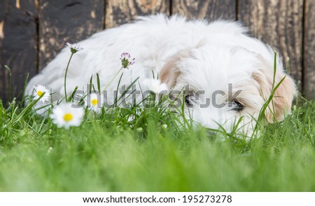 Portrait: Puppy of an original Coton de TulÃ?Â©ar dog sleeping in the green. Concept for a funny greeting card.