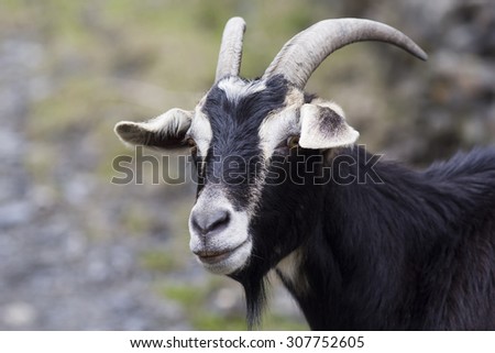 Portrait of a black goat.