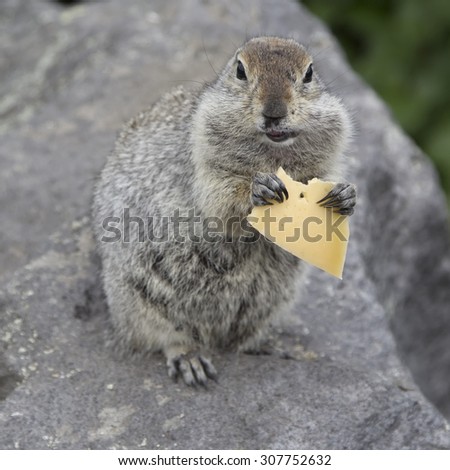 Gopher eating a piece of cheese.