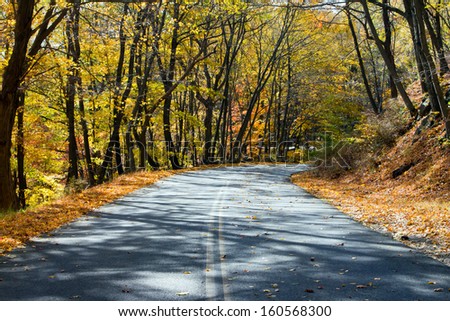 Empty road through a golden fall forest in New York