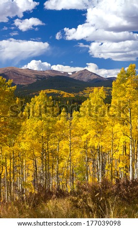 Golden forest of aspen trees during fall in the Colorado Rocky Mountains