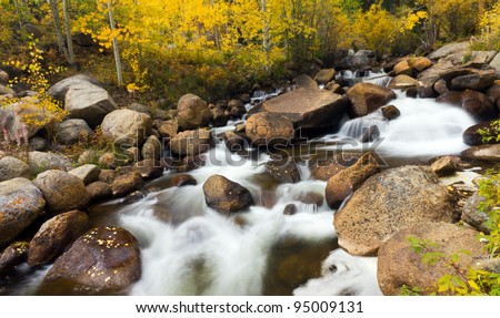 Yellow aspen leaves fall into a flowing stream in the Colorado Rocky Mountains.