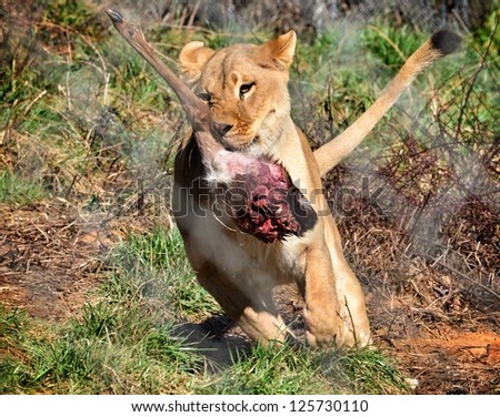 Lion running with just caught deer leg in mouth