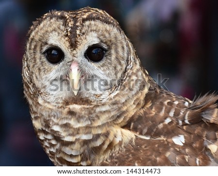 Barred owl with wide opened eyes.