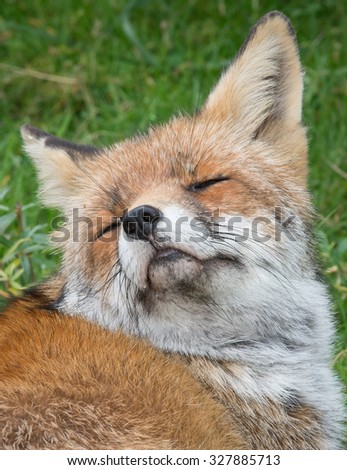 Half sleeping Red Fox in Natural environment in the Netherlands, Europe.