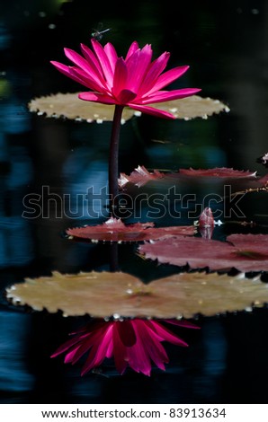 Similar – Image, Stock Photo Waterlillies in black and white