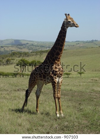 Induna Chief Dominant  Male Giraffe in African Wildlife Reserve, South Africa 2004