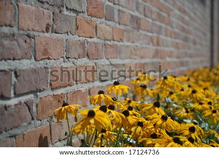 Daisies (Black Eyed Susan) in the Sun, against a Brick Wall.