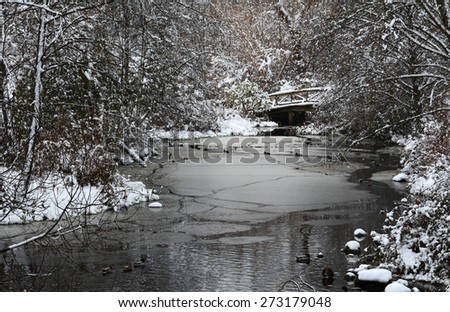 fresh snow winter wonder land with trees and creek