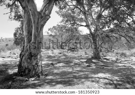 Classic Australian outback bush scenic with huge gum tree\'s in a dry river bed in black and white