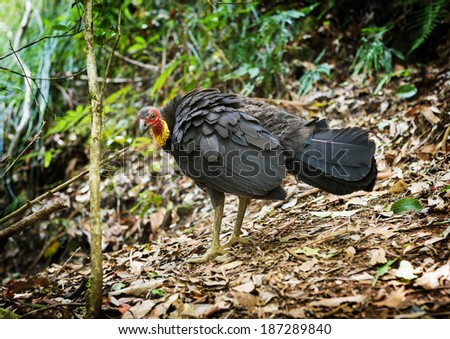 The Australian Brush Turkey in the wild of the Queensland hinterland around Mt Warning