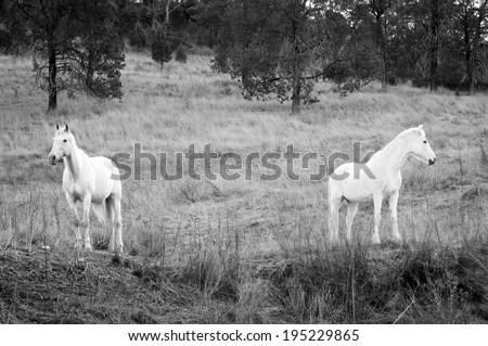 Two white horses stand in the field facing opposite directions