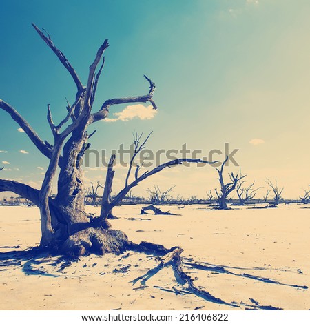 Dead tree trunks and limbs on a salt lake under blue sky for climate change concept with Instagram style filter