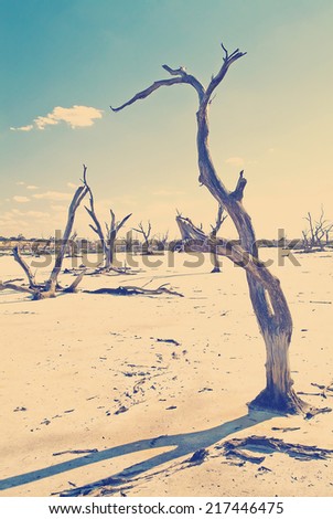 Dead tree trunks and limbs on a salt lake under blue sky for climate change concept with Instagram style filter
