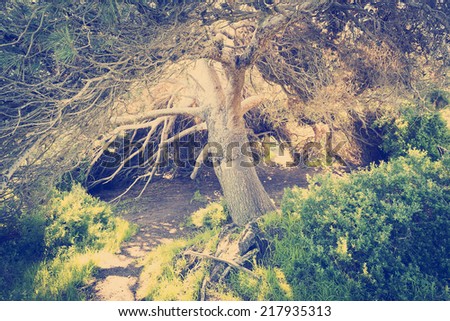 Huge Pine Tree That Forms A Shelter With Golden Sunlight Streaming In With Instagram Style Filter Stock Images Page Everypixel