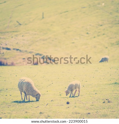 Sheep grazing in the fields, including a lamb with its mother with Instagram style filter