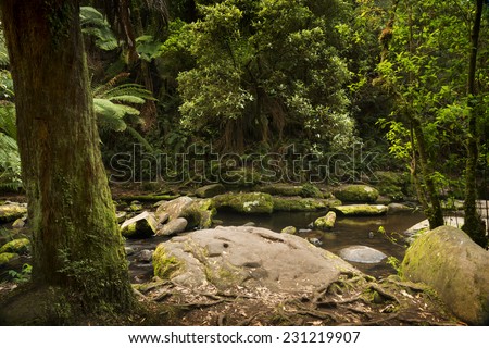 Forest in the Great Otways National Park along the Great Ocean Road, Australia