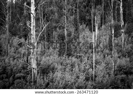 Australian forest scenic with ferns, ash and gum trees near Marysville, Victoria in black and white