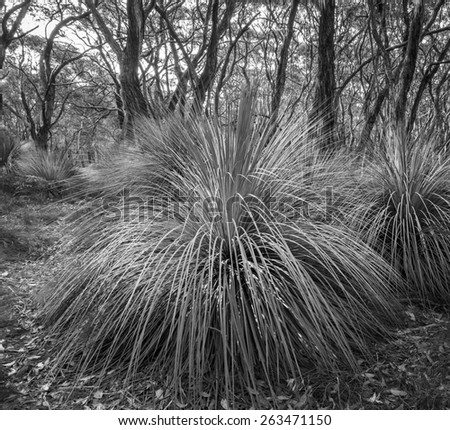 Australian landscape of grass trees in South Australia\'s Deep Creek Conservation Park in black and white