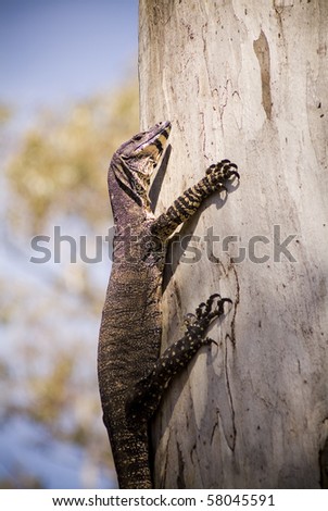 Australian Goanna (monitor lizard) clings to the side of a tree