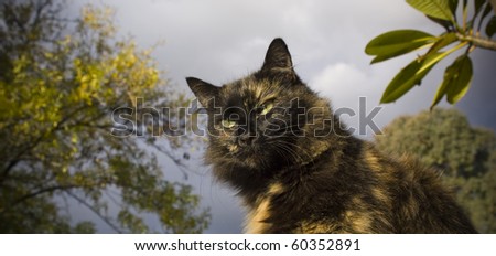 Average house cat with a hunter\'s stare against a stormy sky