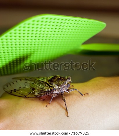 A large bug (Cicada) underneath a large fly swatter