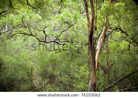 Conservation background - canopy in dense, lush forest