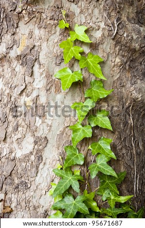 Vine creeps along tree in new growth