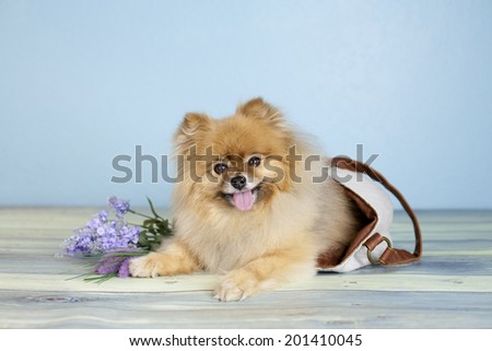 Pomeranian dog inside a bag with flowers on the side