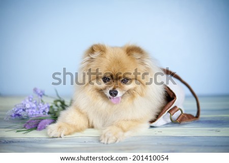 Smiling Pomeranian dog inside a bag with flowers on the side