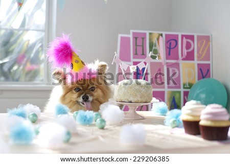 Dog celebrating birthday having a birthday party