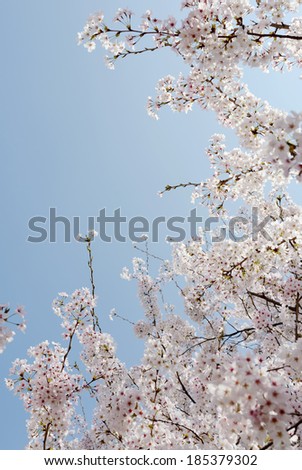springtime cherry tree against the clear blue sky