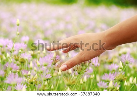 Violet flowers and the woman palm in the field