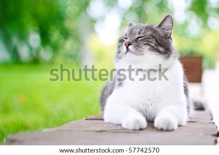 Cute cat enjoying himself outdoors.