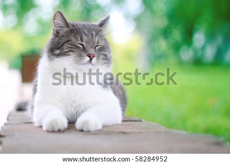 Cute cat enjoying his life outdoors.