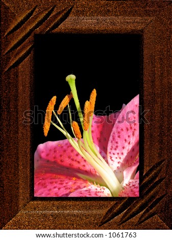 Flower of a lily on a black background in a framework