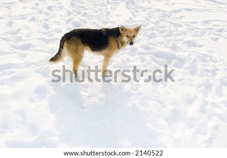 Dog on snow. Solar winter day