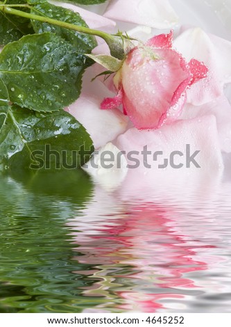 The flower of a rose lays on petals floating in water. Reflection in water
