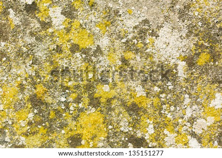 Background of a concrete wall covered in fungus, moss and lichens