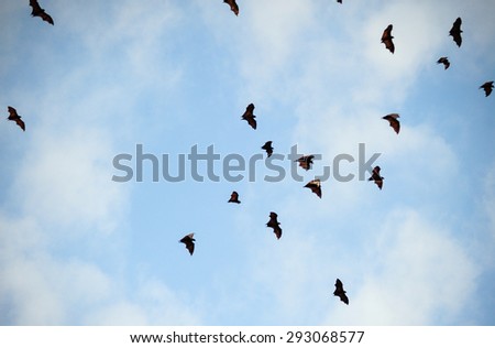 Flying bats