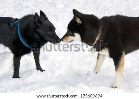 Black and Tan Shiba Inu Dog plating in the snow in yoyogi Park, Tokyo, Japan