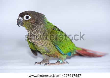 A three month old Green Cheeked Conure, Pyrrhura Molinae, a small parrot native to South America