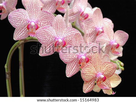 Phalaenopsis Orchid spray