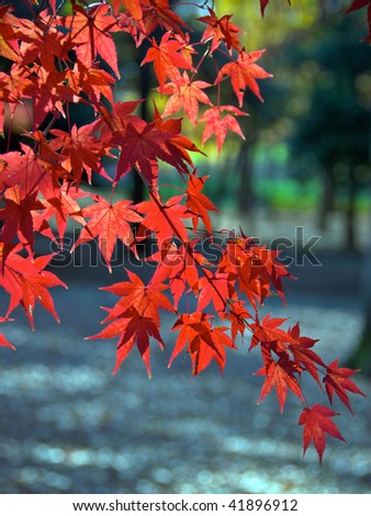 Red Japanese Maple leaves of Acer Palmatum