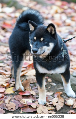 Black and Tan Shiba Inu Puppy at four months old
