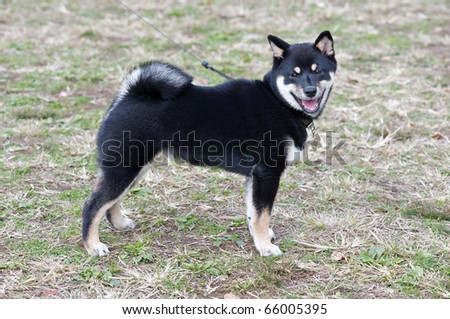 Black and Tan Shiba Inu Puppy at four months old