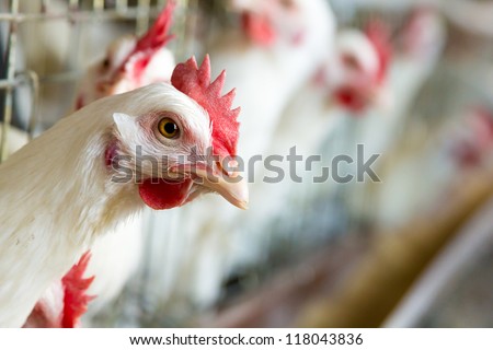 White chickens farm