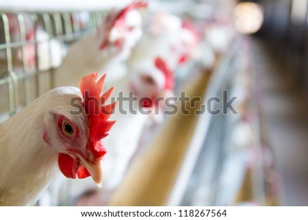 White chickens farm