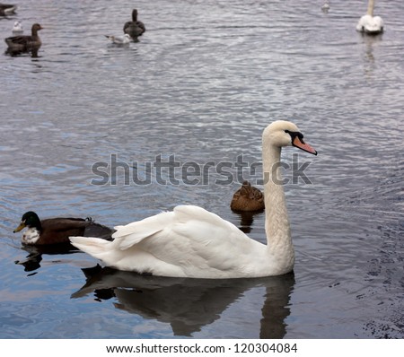Beautiful white swan floating on the water.Ducks on the back