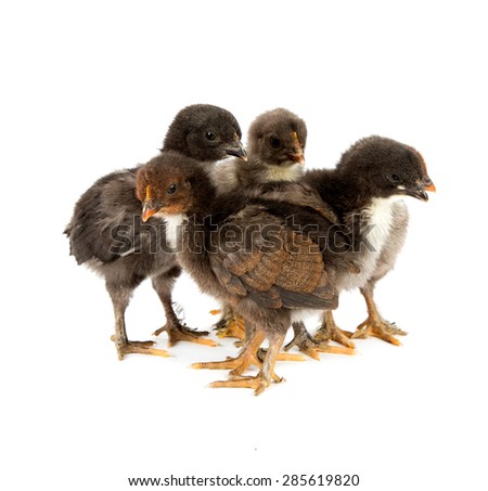 Five black chickens or chicks  from Marans breed,Poule de Marans over white background